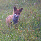 líšča-ale znova slabé svetlo