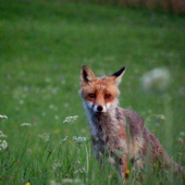 niečo z archívu - líštička