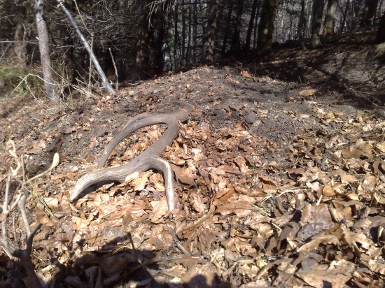 Desatorák v diviačom ležovisku