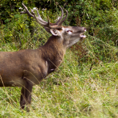 Jeleň