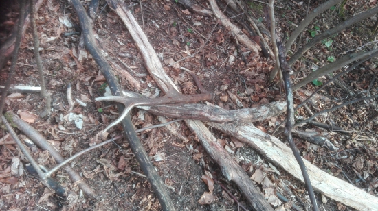 k narodeninam, para k c. 1