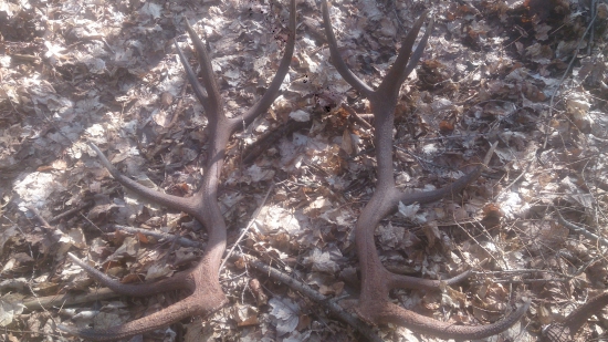 Zivotna para 12t vaha 6kg