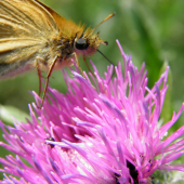 motyl