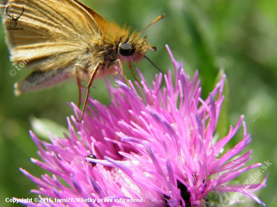 motyl