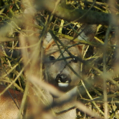 Maskovanie
