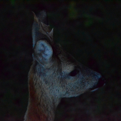 Srncec večer pod posedem