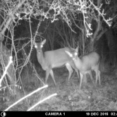 noční zlodeji na jablkách :)