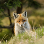 Blízké setkání na hřebeni