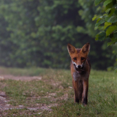 Brzy ráno na lesní cestě