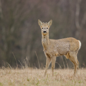 Zaujatý skoro zmoklý srneček...