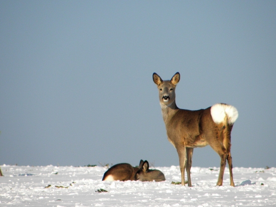 Aaale neotravuj ,,,,