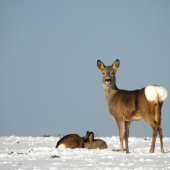 Aaale neotravuj ,,,,