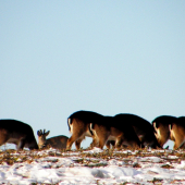 Kto nájde čo tu nepatrí ? :)