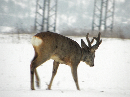 Chovný... uvidíme co to bude ked bude liko dole ... :)