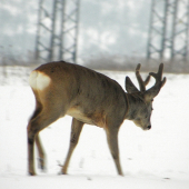 Chovný... uvidíme co to bude ked bude liko dole ... :)