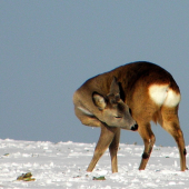 Ešte mladšie uško