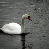 Winter swan