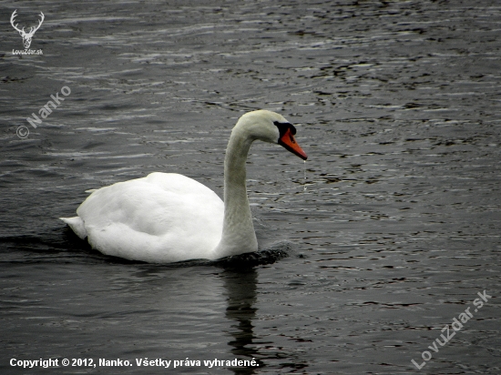 Winter swan