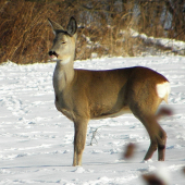 Prvé teplé lúče...