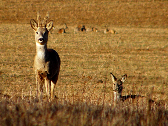 Jar už vystrkuje svoje rožky