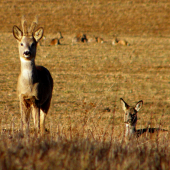 Jar už vystrkuje svoje rožky