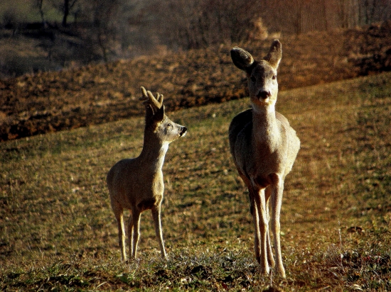 Starý moj podme domov čochvíla sa zotmie...