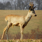 Ranný srnček