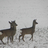 Podvečer na paši ...