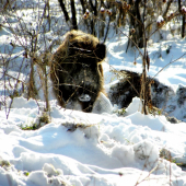 A keď vydržiš nepapať až do večera uvidíš zlaté prasiatko :)