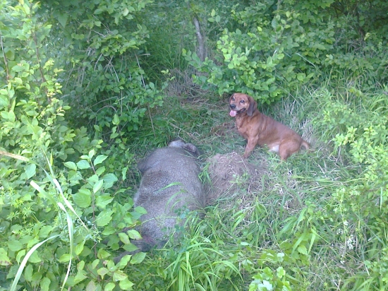 úspešná dohľadávka DANA