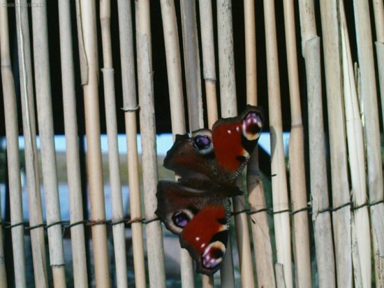 Posledné lúče slnka