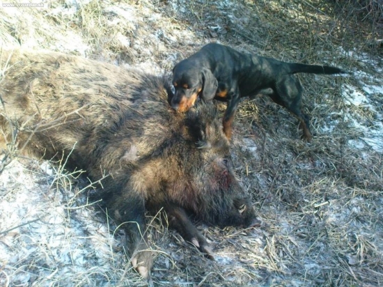 úspešná dohľadávka slov.kopova