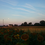 ráno pri slnečnici