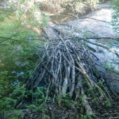 Aktivita Bobra vodného