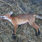 Otcova z piatkového rána