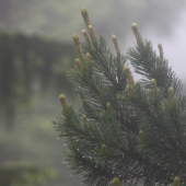 Pinus mugo