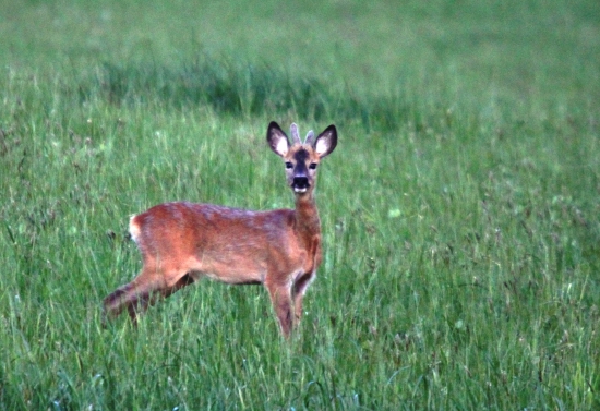 Capreolus capreolus
