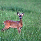 Capreolus capreolus