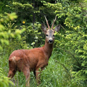 provokatér z kohutovej