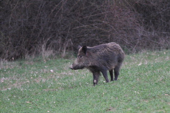diviačica
