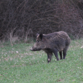 diviačica