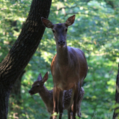 na lesnom chodníčku