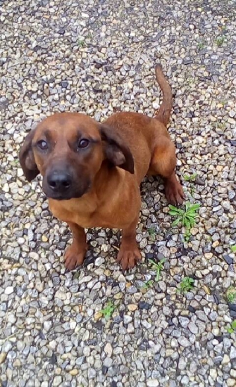 Nový člen rodiny Lesi...