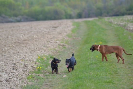 Nedeľna prechádzka