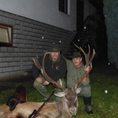 Jeleň spod Zeleného