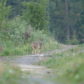 Vlčok