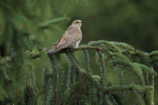 Cuculus canorus