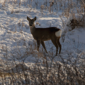 srnček už mu rastú nové..