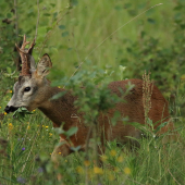 srnec mlsný...