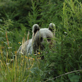 Medveď sivý..